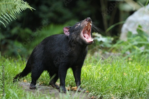 Canvas Print Tasmanian devil