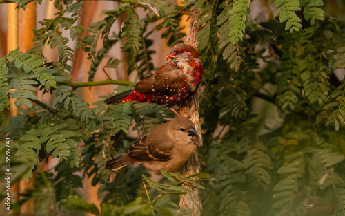 Red Avadavat/Lal Munia bird sitting on branch of tree