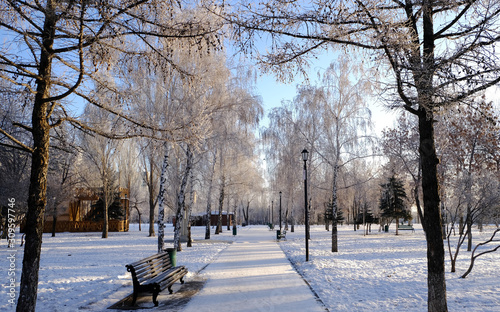 winter birch alley. trees in hoarfrost