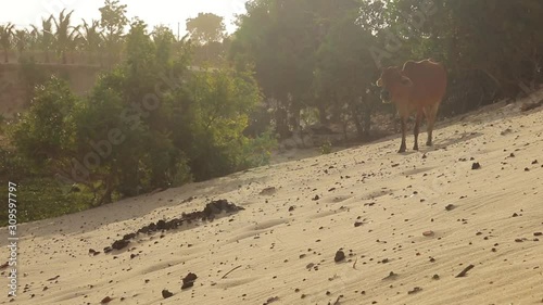 Kuhherde ruft ihre Artgenossen 1