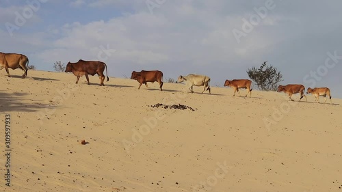 Kuhmarsch in der Wüste