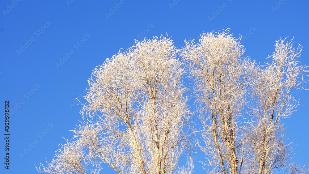tree in hoarfrost in winter against the blue sky tree in hoarfrost in winter against the blue sky