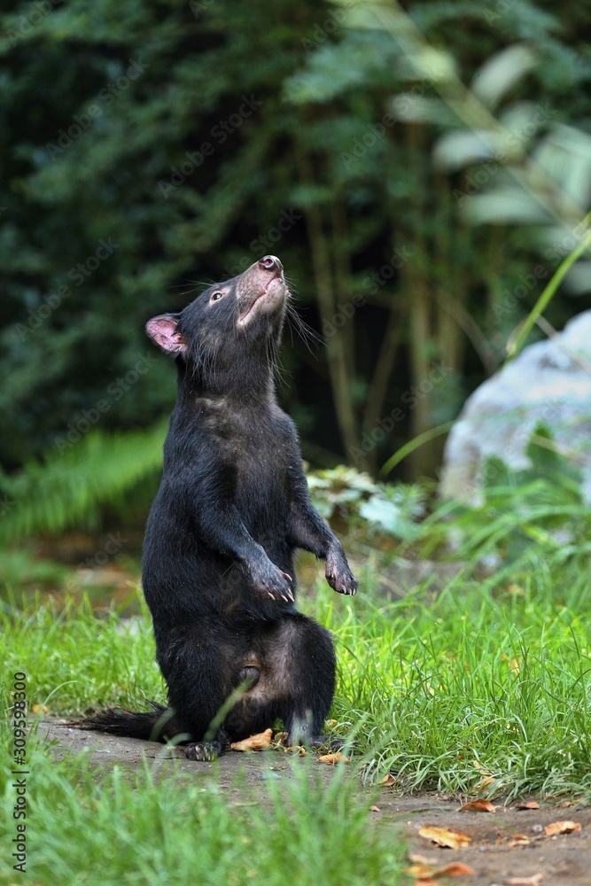 Tasmanian devil. Amazing creature pose in beautiful light. Fantastic scene with danger animal. Very rare and unique animal. Sarcophilus harrisii. Tasmanian devil. Amazing creature pose in beautiful light. Fantastic scene with danger animal. Very rare and unique animal. Sarcophilus harrisii.