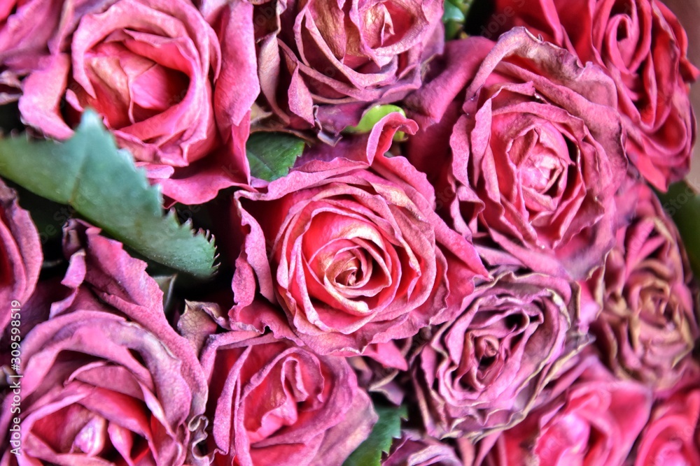 Fading bouquet of red roses in craft paper with selective focus and blurred petals on front. Wilted bunch of flower on blurred background. Dying romantic bouquet of flowers. Dried flowers Fading bouquet of red roses in craft paper with selective focus and blurred petals on front. Wilted bunch of flower on blurred background. Dying romantic bouquet of flowers. Dried flowers