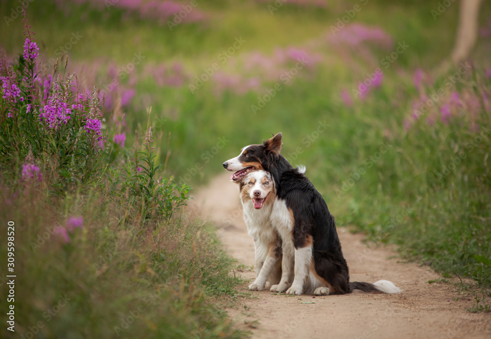 two dogs hugging together for a walk. Pets in nature. Cute border collie in a field in colors. St. Valentine's Day.