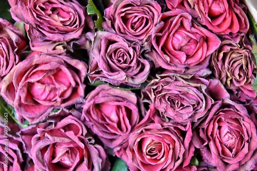 Fading bouquet of red roses in craft paper with selective focus and blurred petals on front. Wilted bunch of flower on blurred background. Dying romantic bouquet of flowers. Dried flowers 