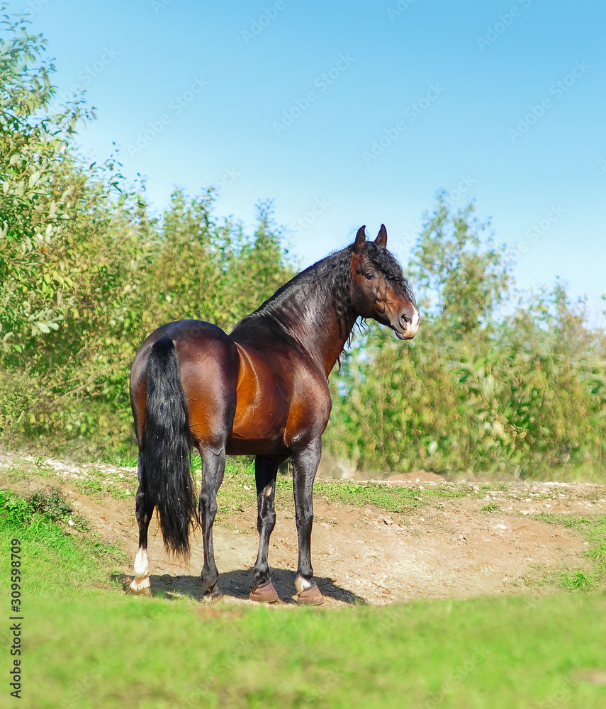 Bay andalusian horse with long curly mane posing on a green summer meadow  Stock Photo | Adobe Stock