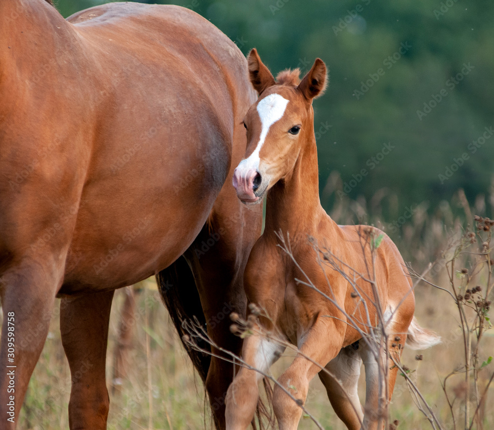 Fototapeta premium Chestnut mare and foal portrait closeup