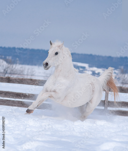 white arabian horse runs free in winter paddock