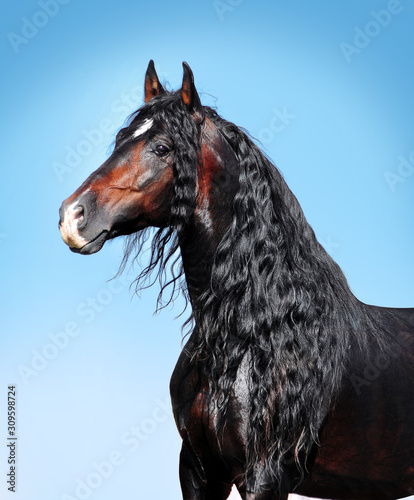 Bay andalusian horse with long curly mane on blue sky background