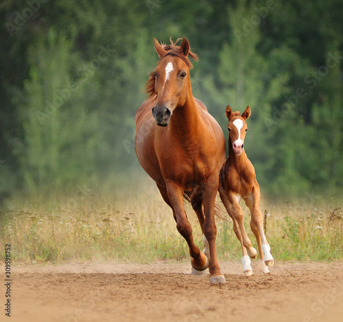 Foto Chestnut mare and foal run free
