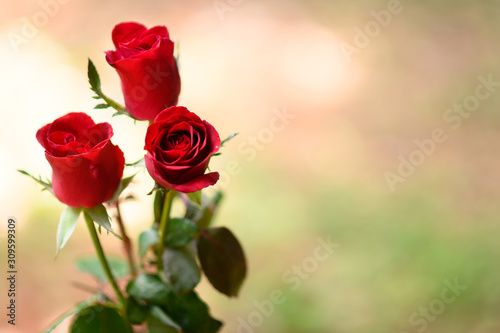 Happy Valentine s Day background. beautiful red rose background