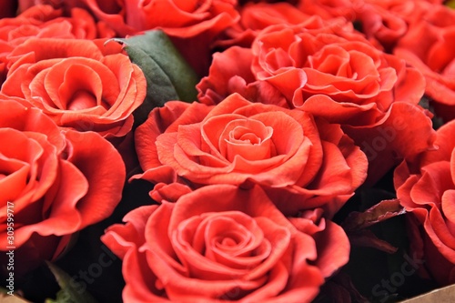 Bouquet beautiful red roses with selective focus in craft paper. Luxury bouquet made of amazing lush lava roses. Valentines Bouquet of red roses. Present for Mother   s Day. Close-up red roses bouquet 