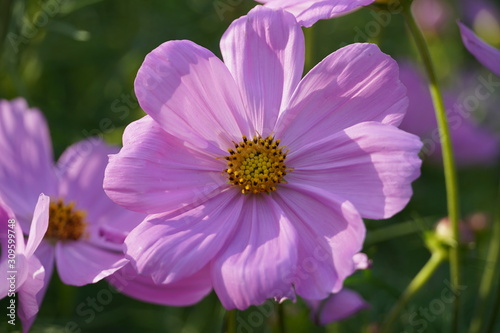 pink flower