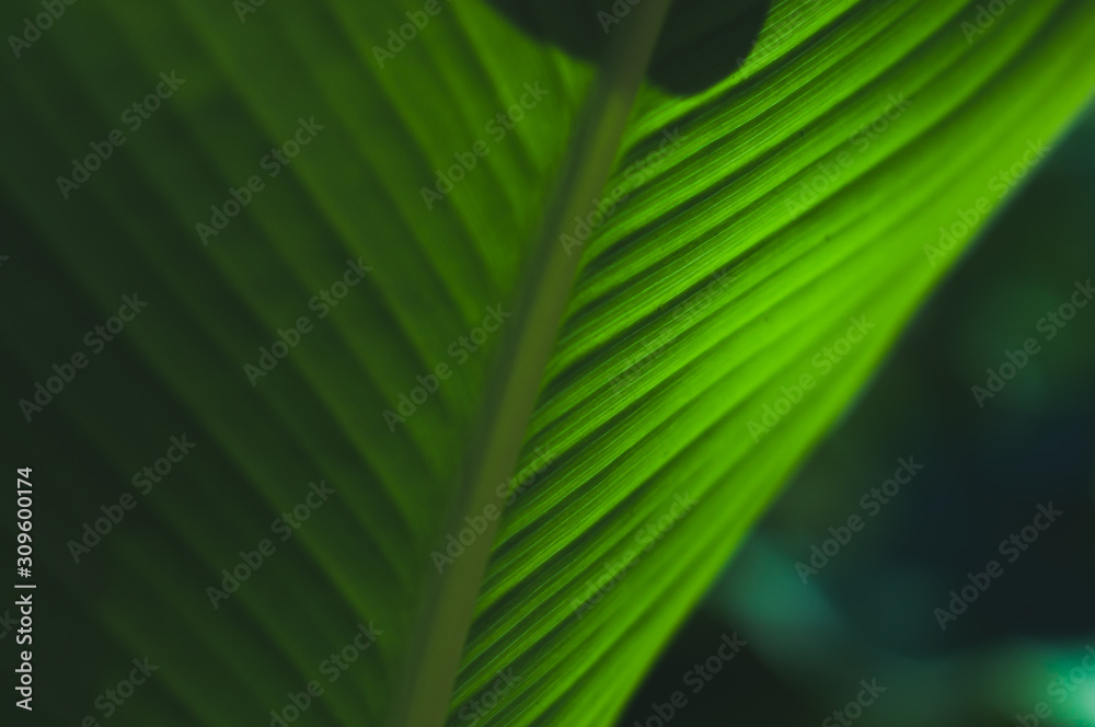 Shaded pattern of a tropical leaf