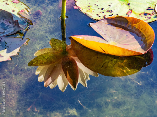 Reflections in the water of water lily