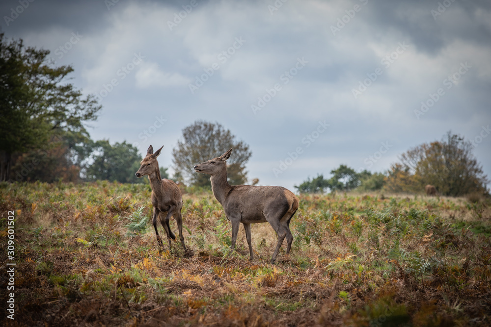 Fototapeta premium Deer of Richmond Park
