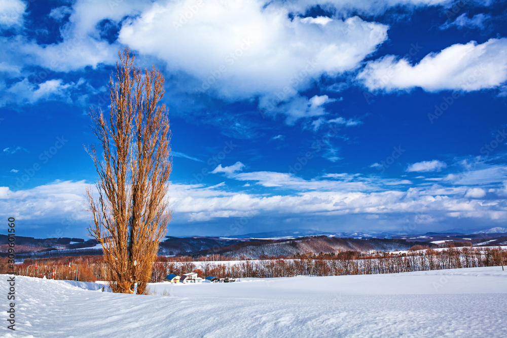北海道 美瑛町 冬のケンとメリーの木の風景 Stock Photo Adobe Stock