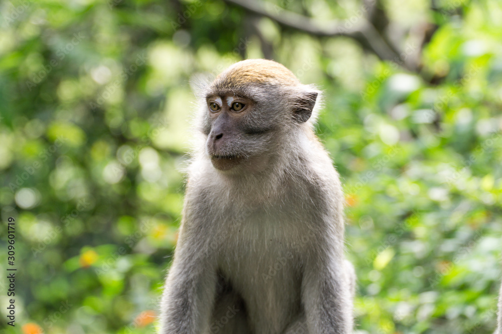 Portrait of wild crab eating macaque also known as long tailed macaque Portrait of wild crab eating macaque also known as long tailed macaque