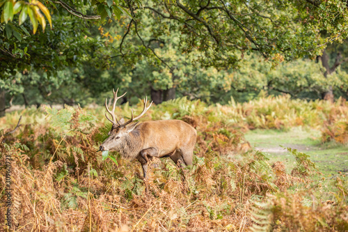 Deer of Richmond Park