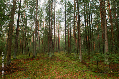 Wallpaper Mural Autumn forest nature. Vivid morning in colorful forest Torontodigital.ca