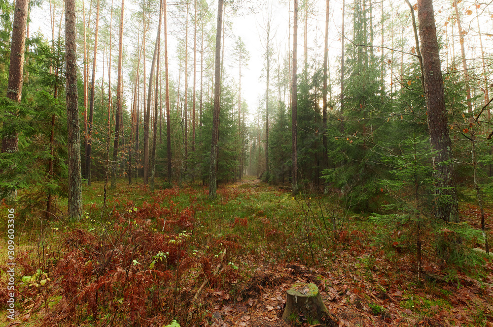 Obraz premium Autumn forest nature. Vivid morning in colorful forest