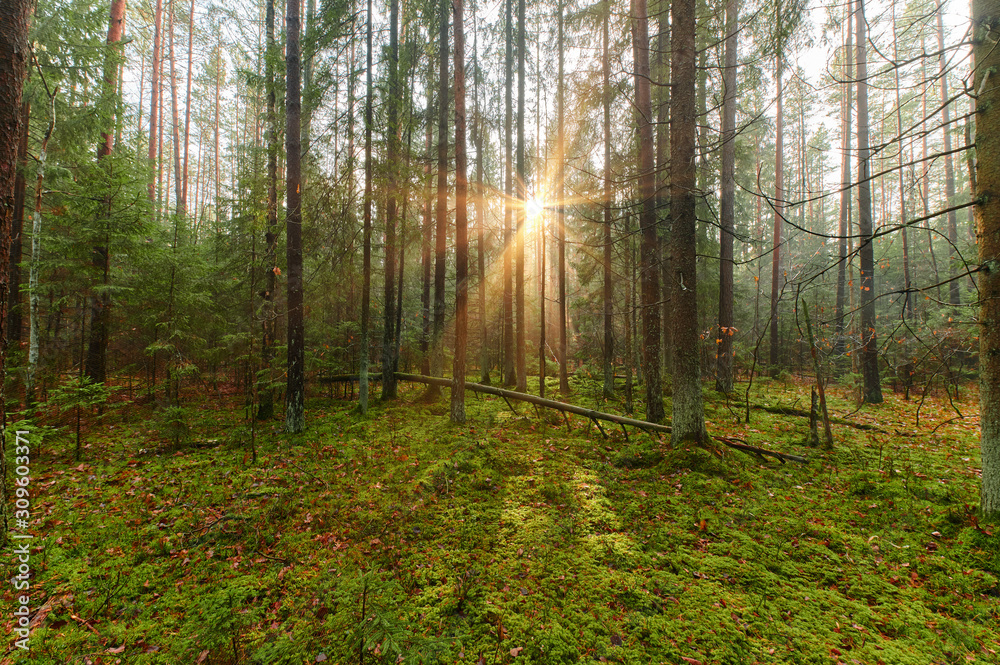 Obraz premium Autumn forest nature. Vivid morning in colorful forest