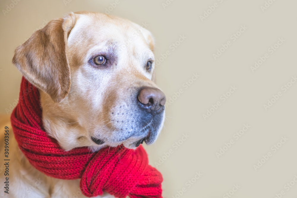 dog Labrador in a red scarf. loyalty, friendship