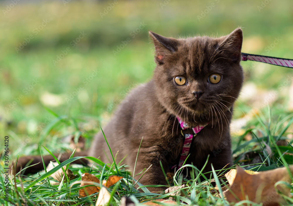 portrait of chocolate british short hair kitten