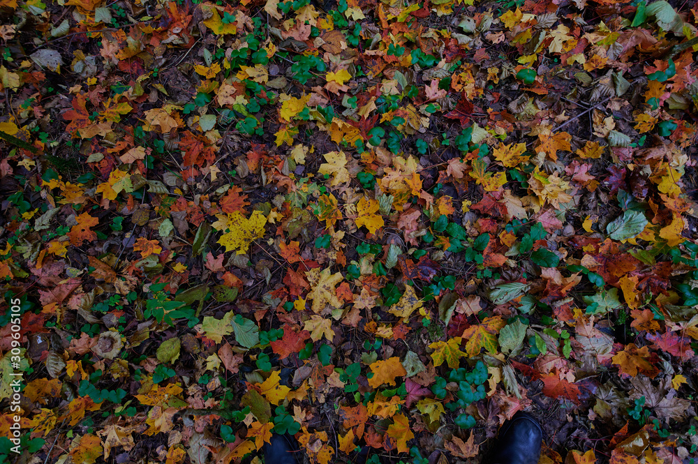 Autumn forest nature yellow texture background leaves Autumn forest nature yellow texture background leaves