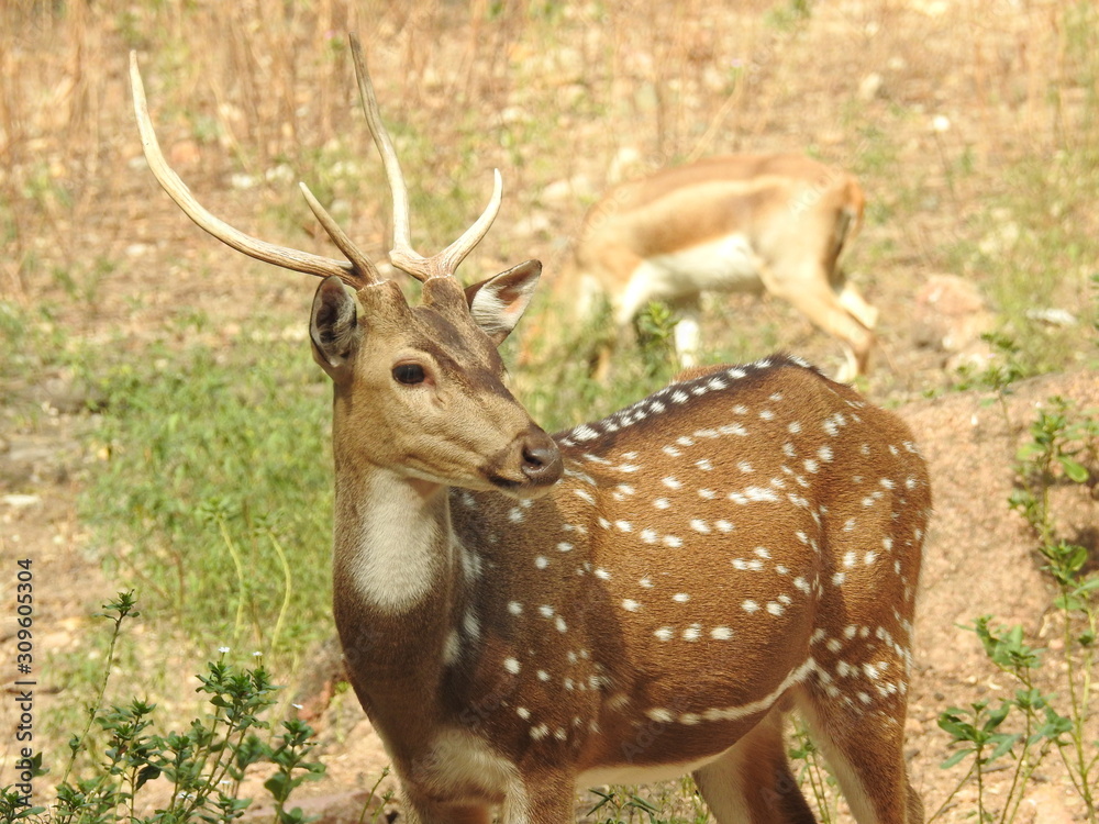 Fototapeta Noble deer male in winter snow forest Beautiful fallow deer in winter outdoors. fighting with their horns.  fighting in forest towards each other.
