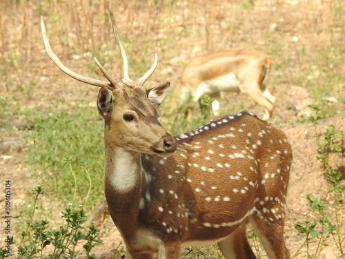 Fototapeta Naklejka Na Ścianę i Meble -  Noble deer male in winter snow forest Beautiful fallow deer in winter outdoors. fighting with their horns.  fighting in forest towards each other.