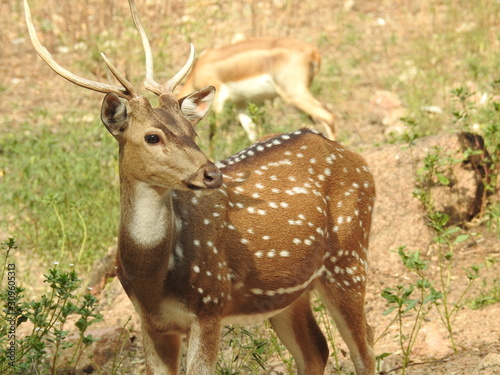 Fototapeta Naklejka Na Ścianę i Meble -  Noble deer male in winter snow forest Beautiful fallow deer in winter outdoors. fighting with their horns.  fighting in forest towards each other.