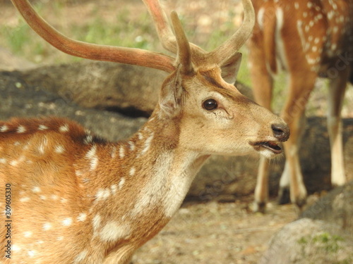 Fototapeta Naklejka Na Ścianę i Meble -  Noble deer male in winter snow forest Beautiful fallow deer in winter outdoors. fighting with their horns.  fighting in forest towards each other.