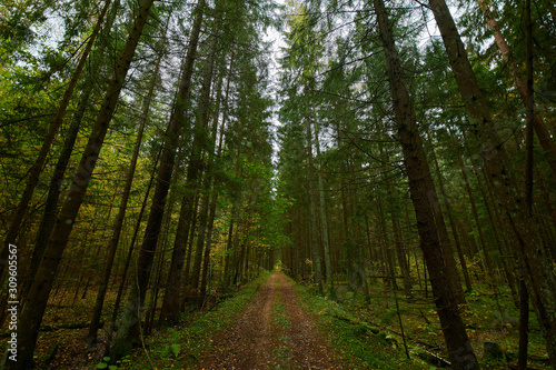 Autumn forest nature. Vivid morning in colorful forest