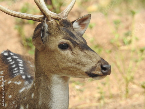 Fototapeta Naklejka Na Ścianę i Meble -  Noble deer male in winter snow forest Beautiful fallow deer in winter outdoors. fighting with their horns.  fighting in forest towards each other.