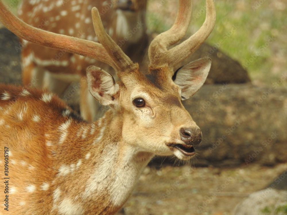 Fototapeta Noble deer male in winter snow forest Beautiful fallow deer in winter outdoors. fighting with their horns.  fighting in forest towards each other.