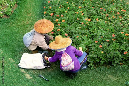 People do gardening in a flowers garden