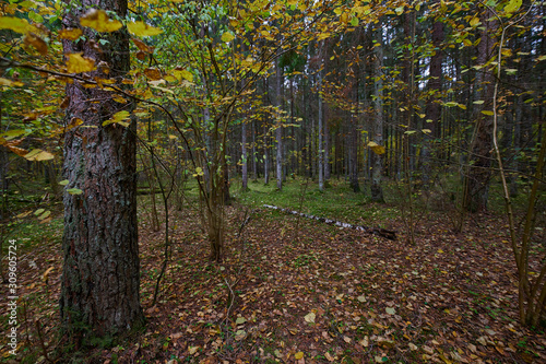 Autumn forest nature. Vivid morning in colorful forest