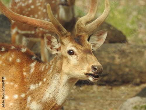 Fototapeta Naklejka Na Ścianę i Meble -  Noble deer male in winter snow forest Beautiful fallow deer in winter outdoors. fighting with their horns.  fighting in forest towards each other.