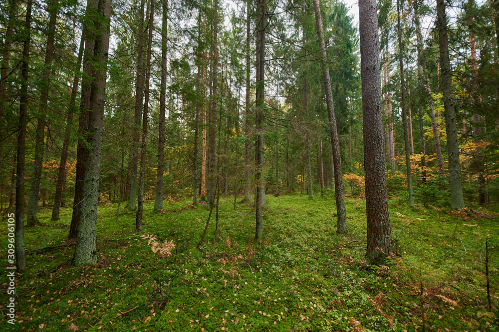 Fototapeta premium Autumn forest nature. Vivid morning in colorful forest
