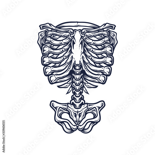 Skeleton torso template. Stylish, hand drawn vector illustration in engraving technique of ribcage, spine, hipbones. Isolated on white background.