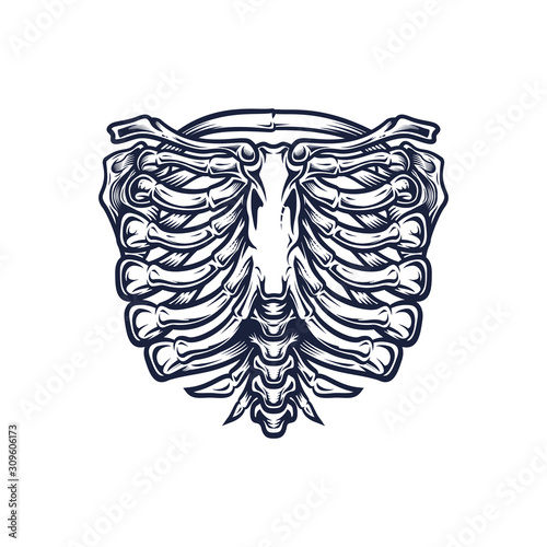 Skeleton torso ribs template. Stylish, hand drawn vector illustration in engraving technique of ribcage and spine. Isolated on white background.