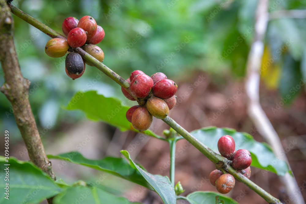 Closeup of coffee fruit in coffee farm and plantations Closeup of coffee fruit in coffee farm and plantations