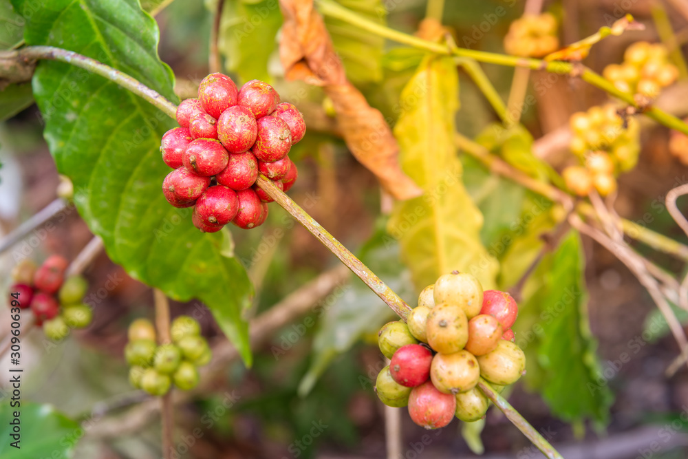 Closeup of coffee fruit in coffee farm and plantations Closeup of coffee fruit in coffee farm and plantations