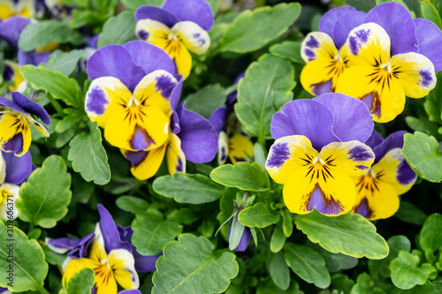 Violet - yellow pansies close-up in a blooming background with spring multicolored flowers.