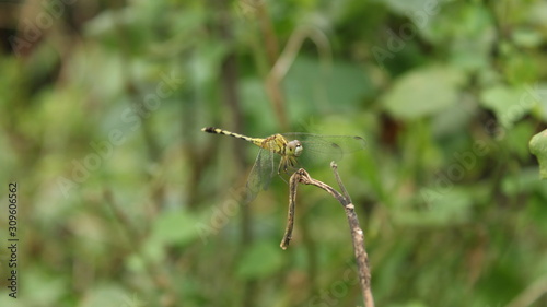 dragon fly on plant © Muthukumar