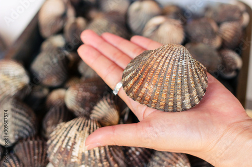 big fresh cockle clam seafood compared with hand