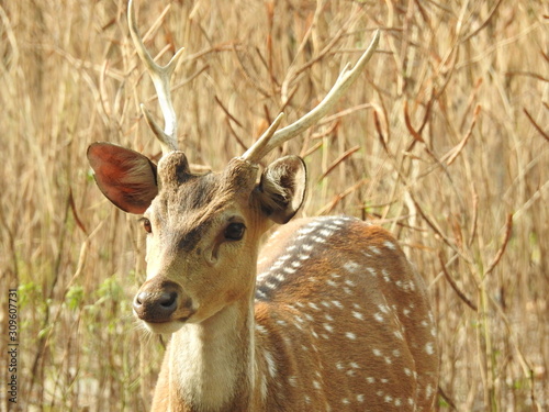 Fototapeta Naklejka Na Ścianę i Meble -  Roe deer sitting in a green grass field A closeup look and detailed view of this species.  Also known as western roe deer, chevreuil, or simply roe deer or roe, An isolated background with out-focus N