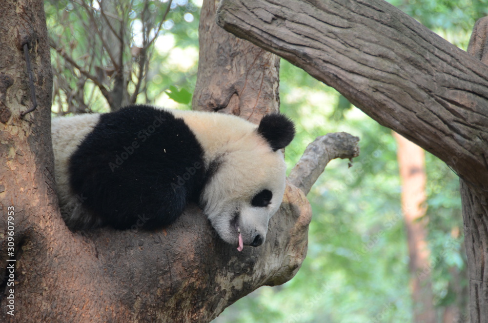 Obraz premium Panda Gignate su albero